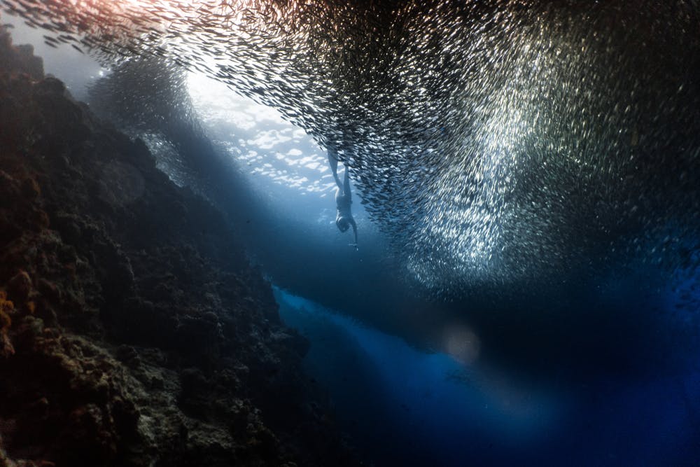 A diver with millions of sardines in Moalboal