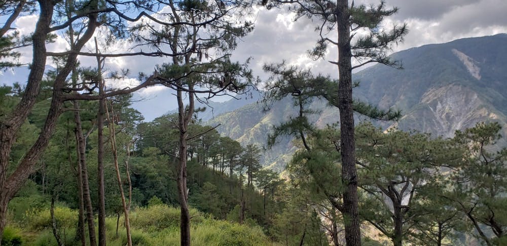 Pine trees forest view from Camp John Hay in Baguio
