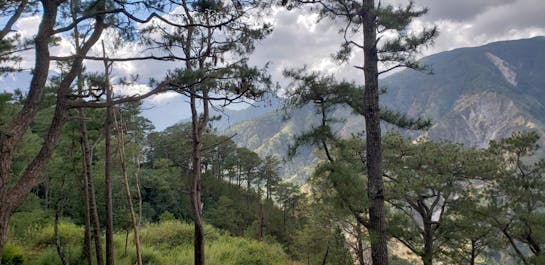 Pine trees in Camp John Hay in Baguio