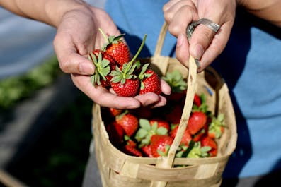 Freshly picked strawberries from the strawberry farm
