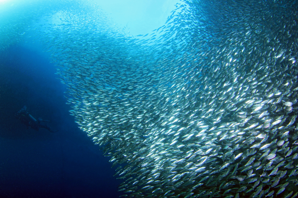 Millions of sardines in Moalboal