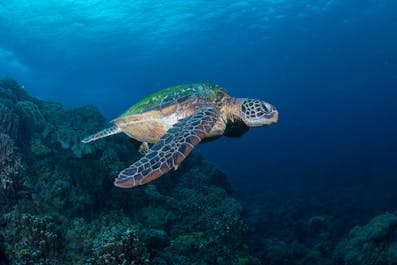 Sea turtle swimming in Apo Island