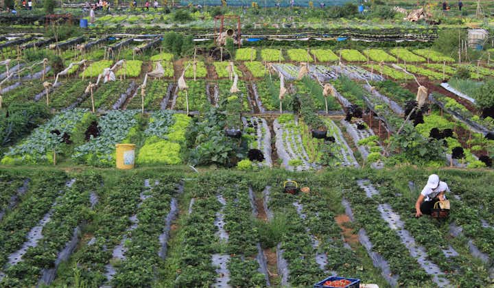 Aerial  view of a strawberry farm in Benguet