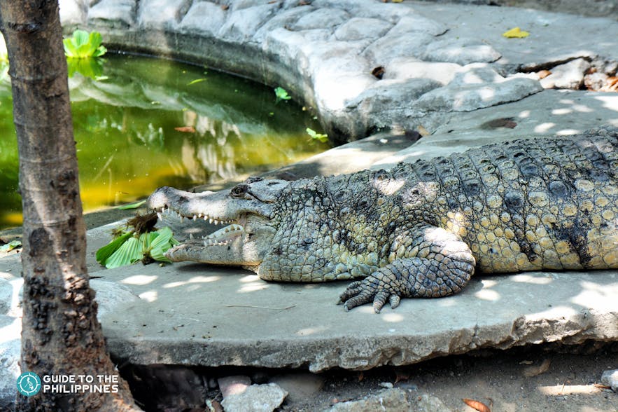 A crocodile in Puerto Princesa's Crocodile Farm