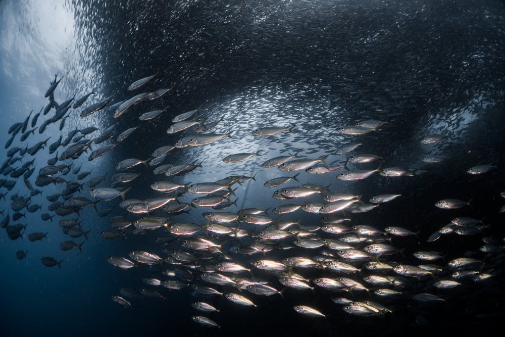 Millions of sardines in Moalboal Cebu