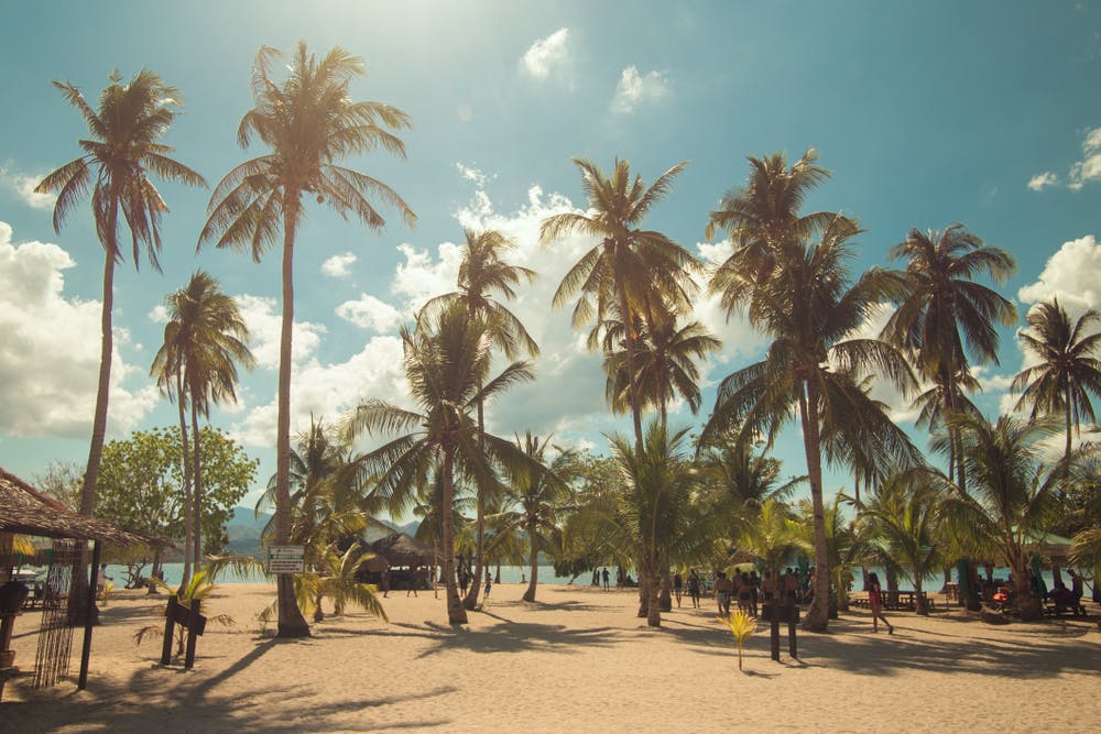Palm trees in Luli Island Palawan
