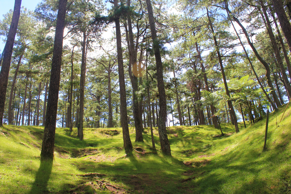 Pine trees in an open field in Baguio
