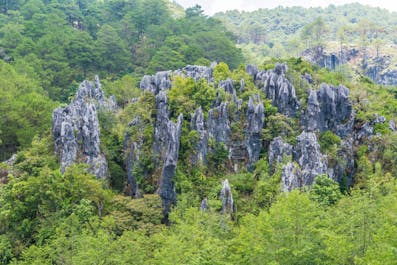 Lush forest surrounding Echo Valley in Sagada