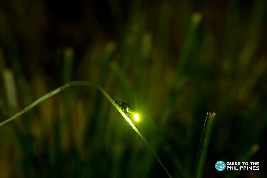 Firefly watching at Iwahig River at night 