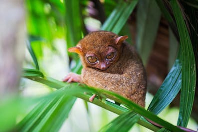A tarsier in Bohol's Tarsier Conservation Sanctuary