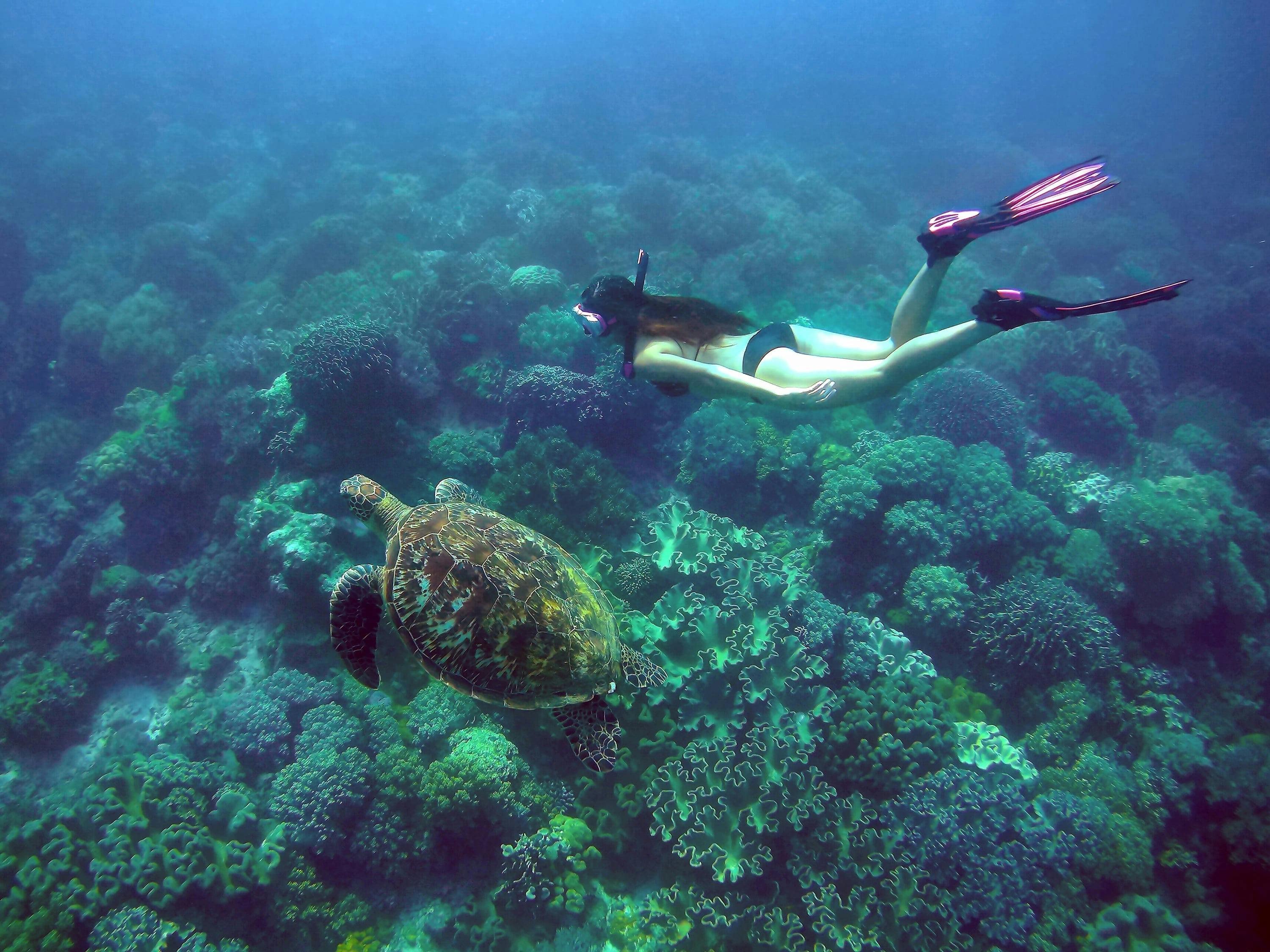 Diving with a sea turtle in Apo Island