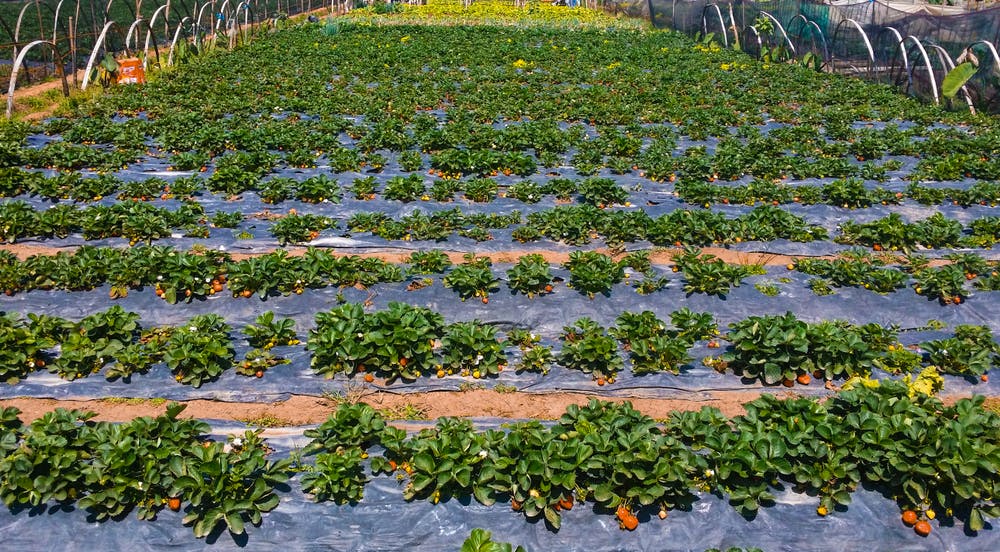 Strawberry Farm in La Trinidad Benguet