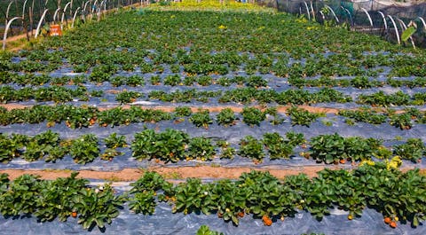 Strawberry farm in La Trinidad Benguet