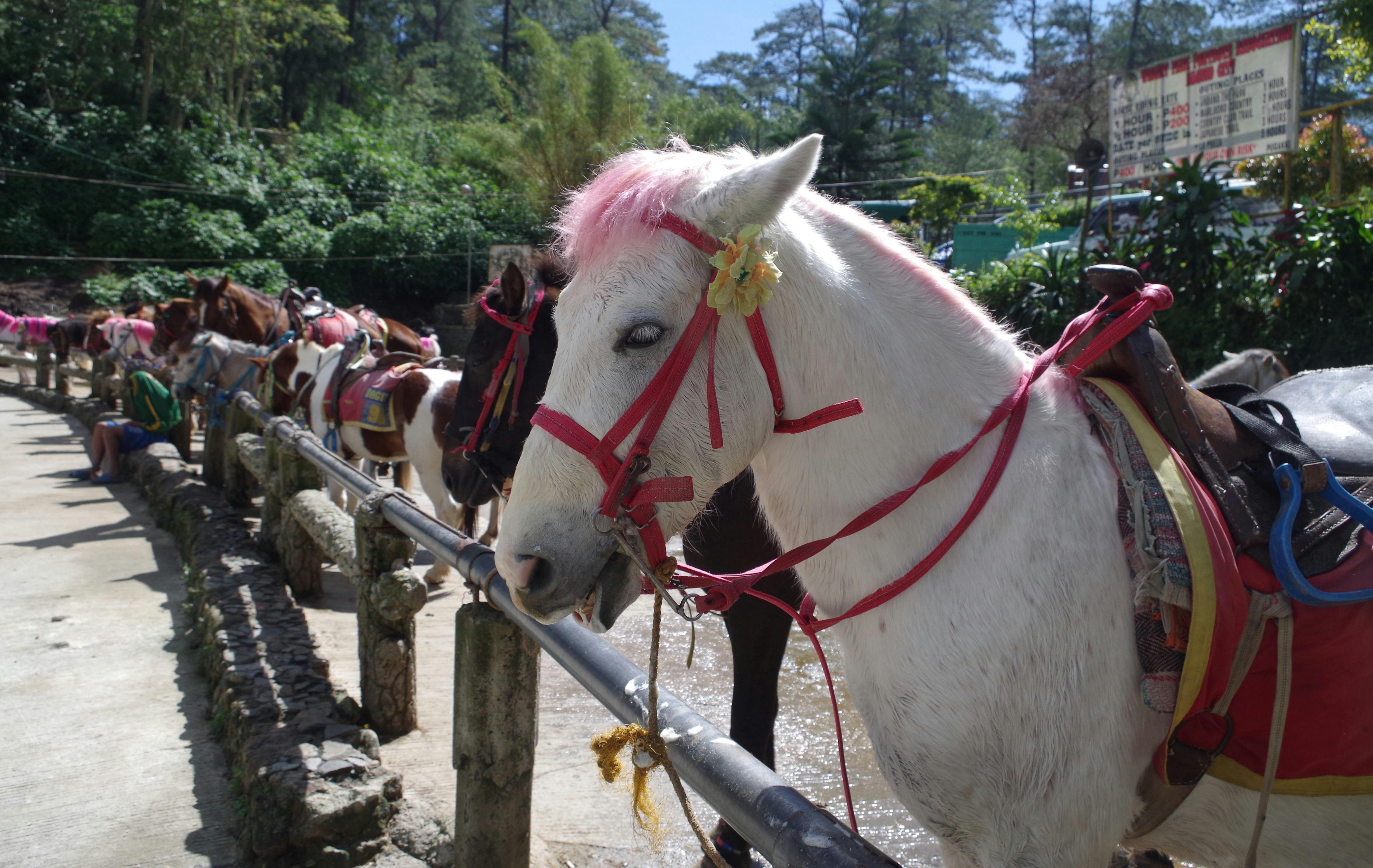 Horse for hire at the Wright Park,Camp John Hay front entrance, part of Cultural & Heritage Tour