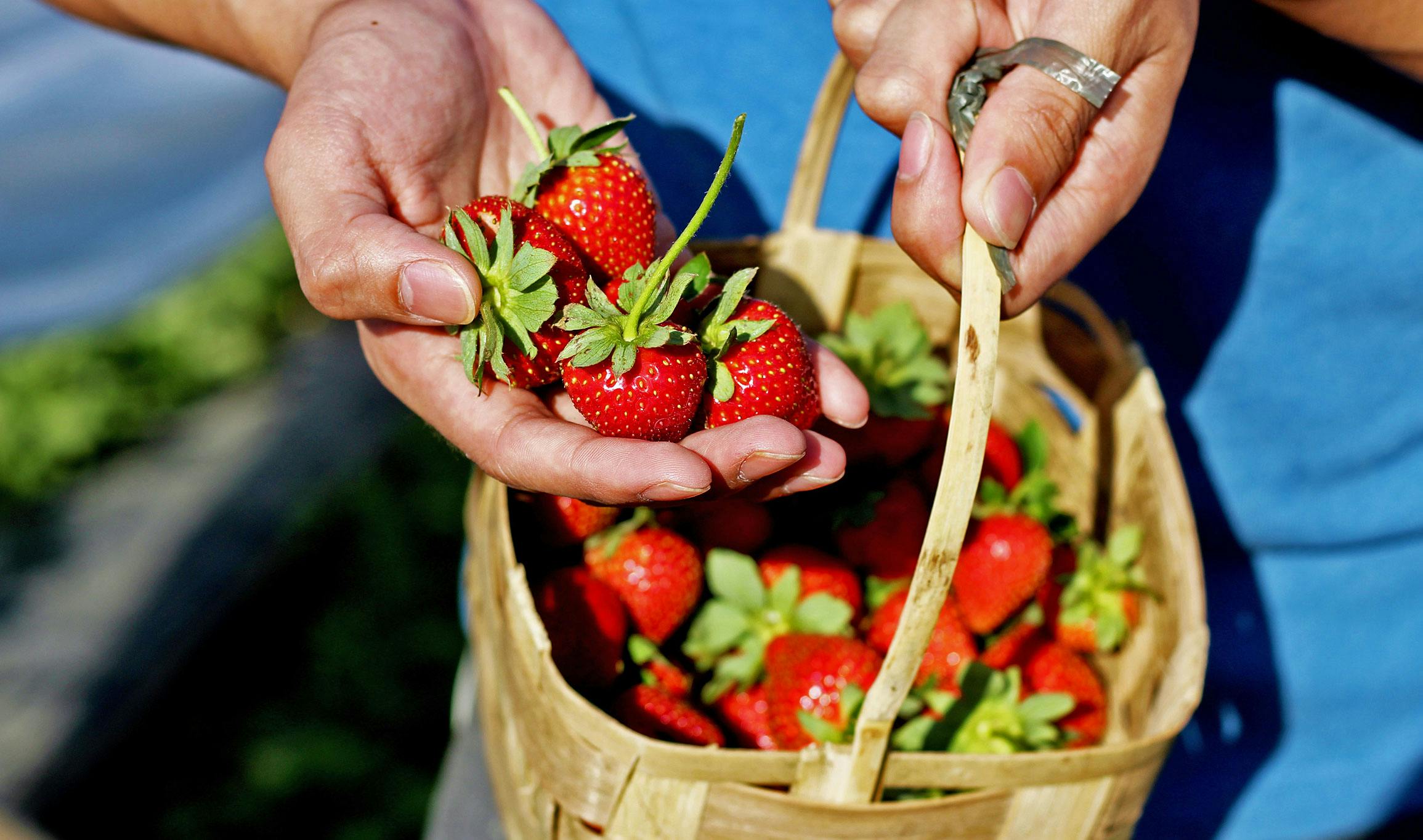 Fresh strawberries from a farm in Benguet
