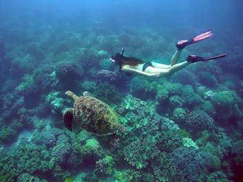 A diver with a sea turtle in Apo Island