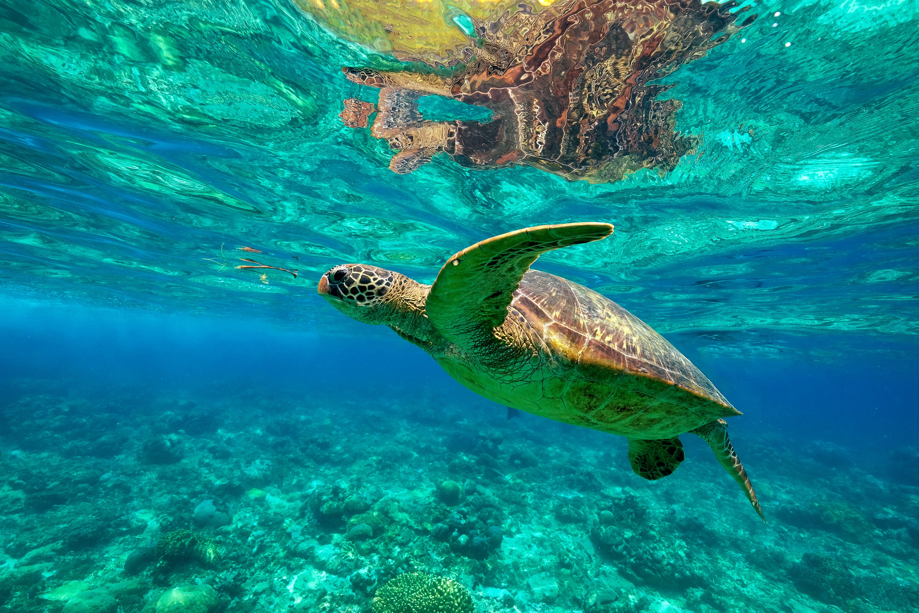 Sea turtle in Apo Island
