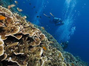 Nitrox diving session in Cebu
