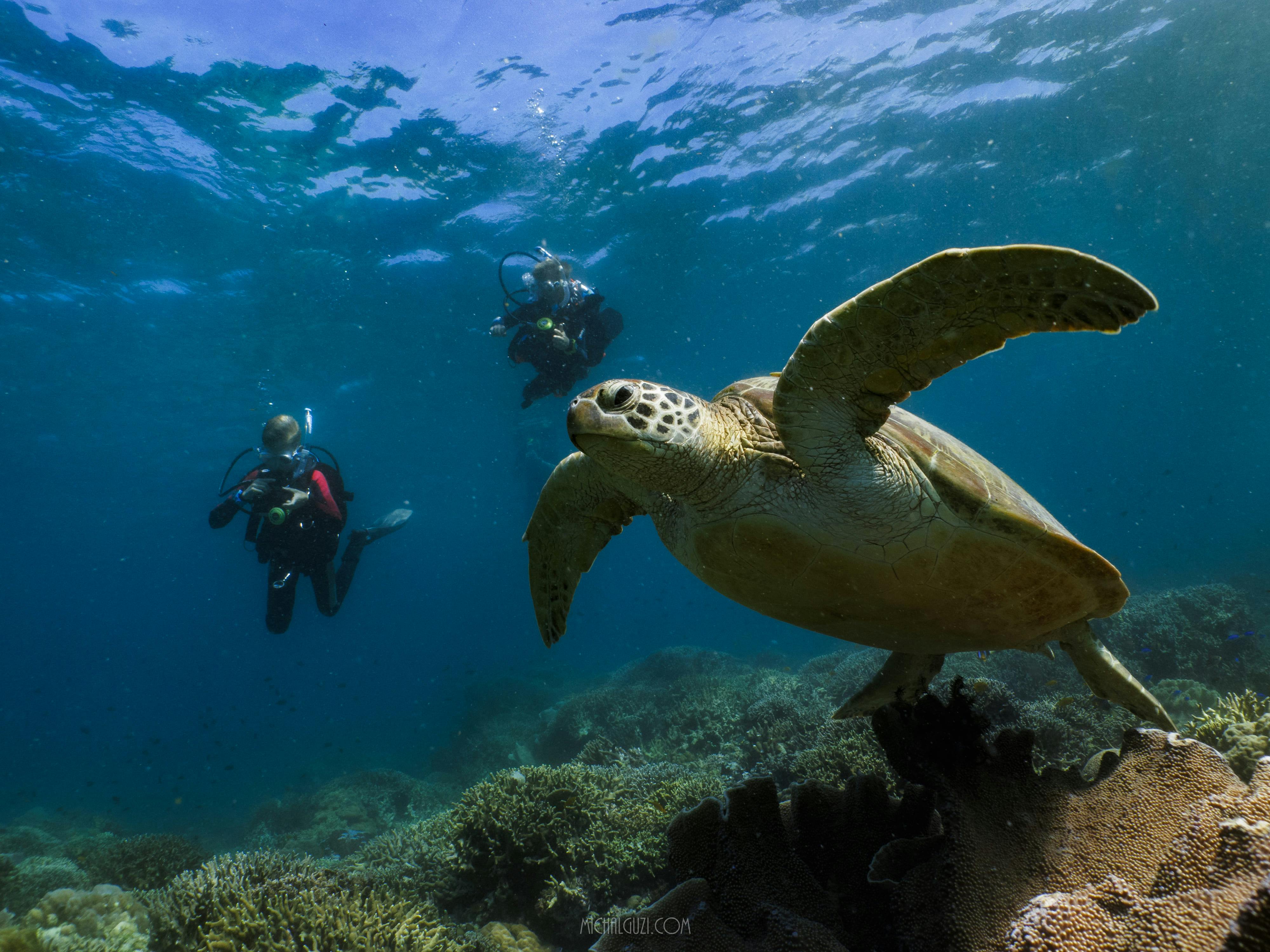 A sea turtle as seen during a diving session in Cebu