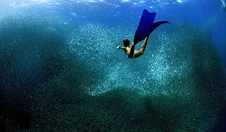 A woman going to the sardine run in a dive spot in Cebu
