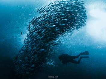 Diving to a school of sardines in Cebu