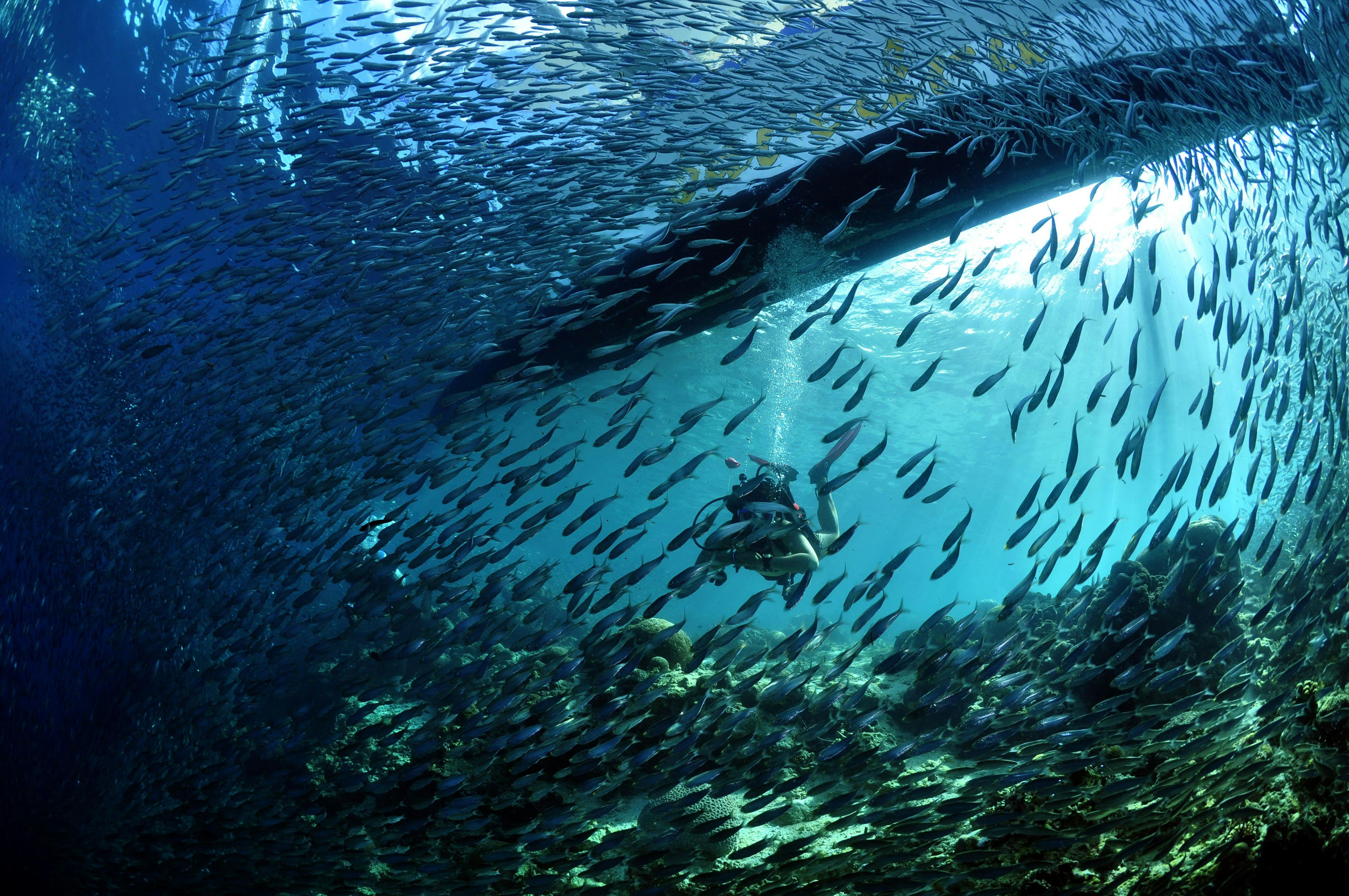 A school of fish in a dive spot in Cebu