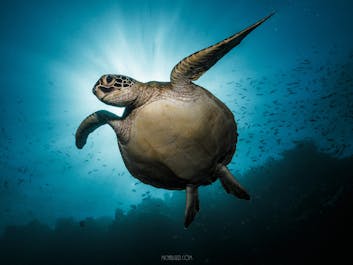 A sea turtle at the Turtle Marine Sanctuary in Cebu