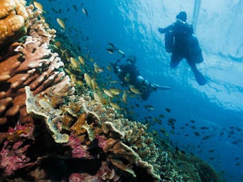 Two divers enjoying the colorful corals and marine life of Cebu