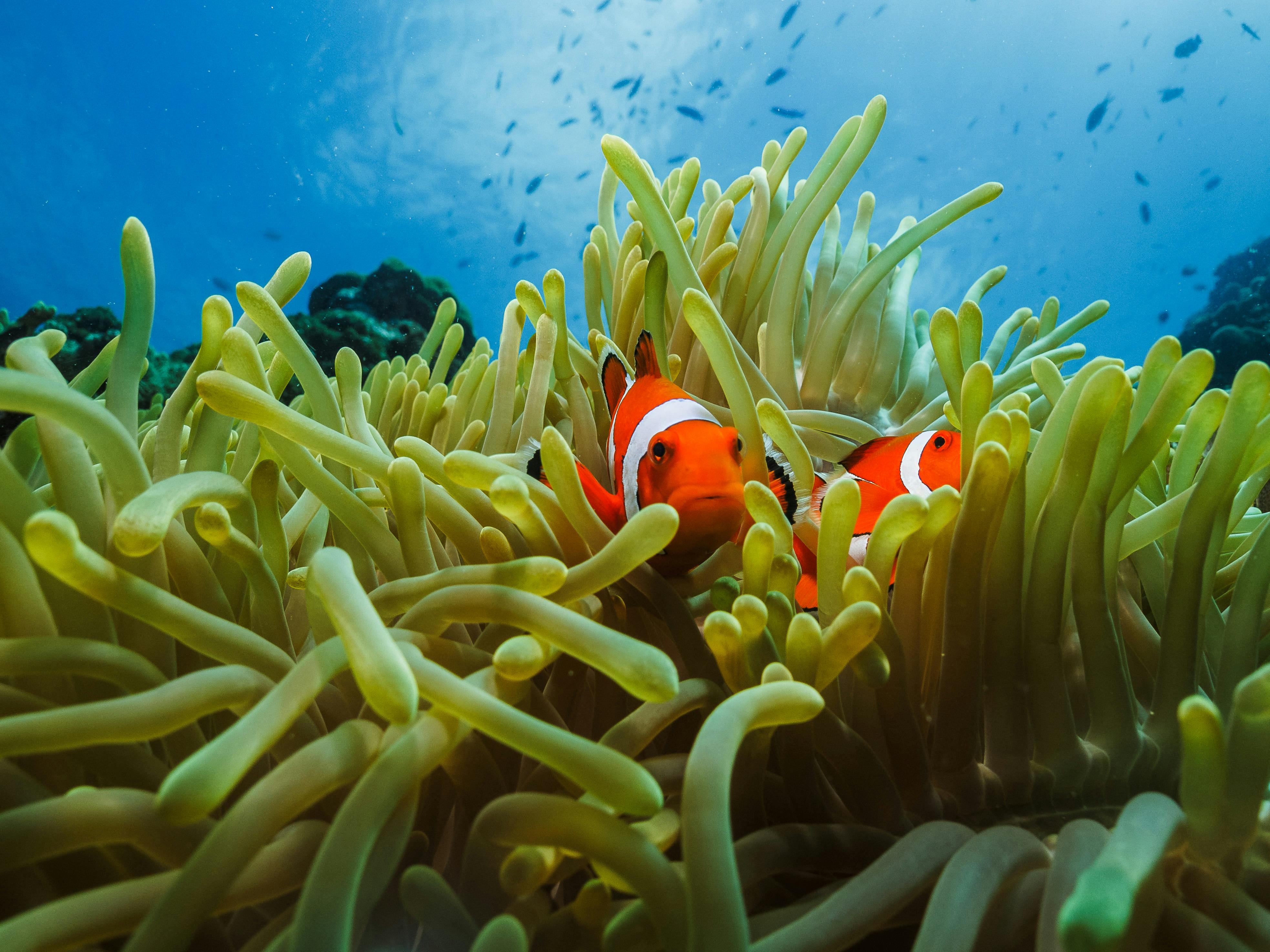 Enjoy the vibrant marine life at various diving spots in Cebu