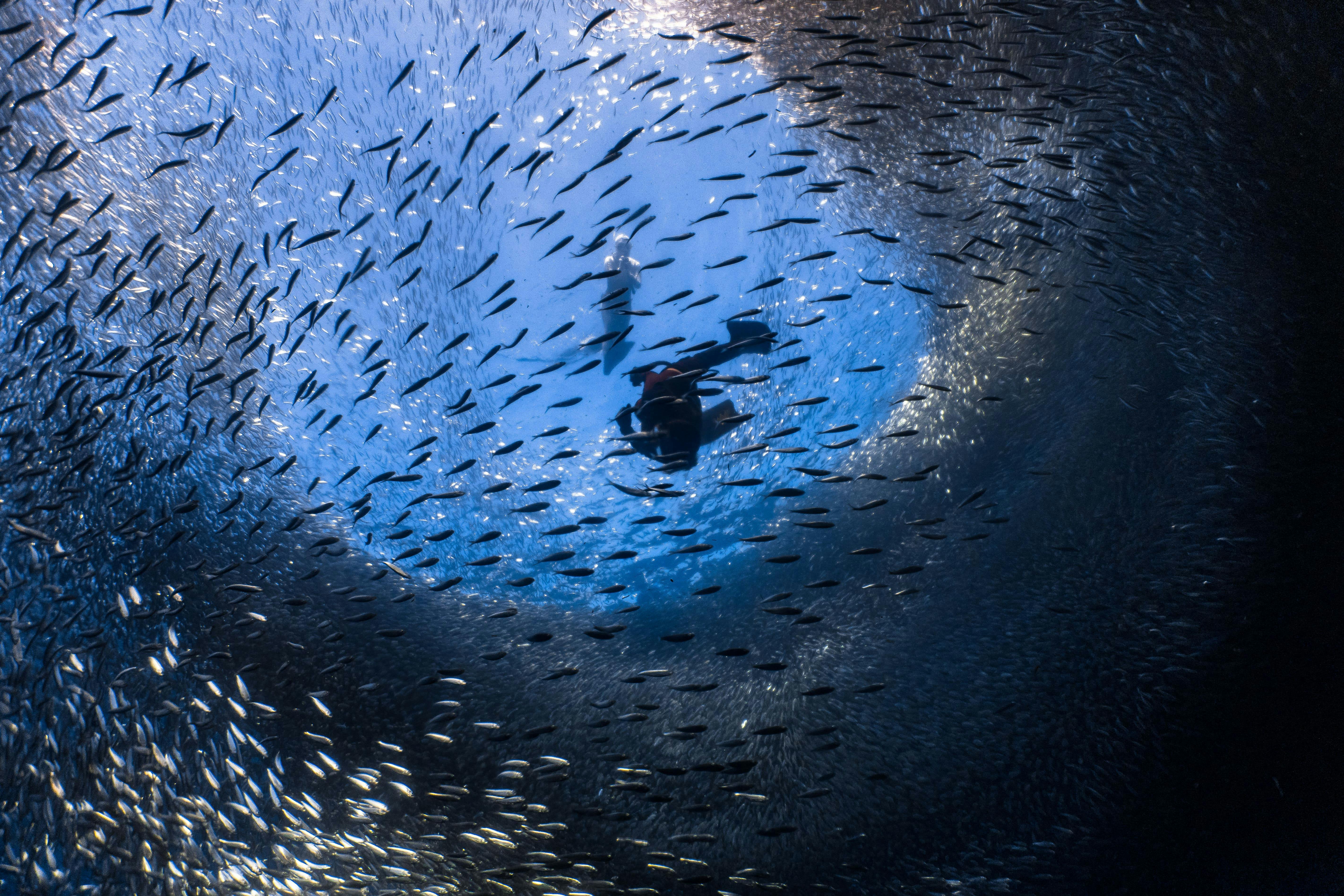 A diver capturing the beautiful sardine run in Cebu