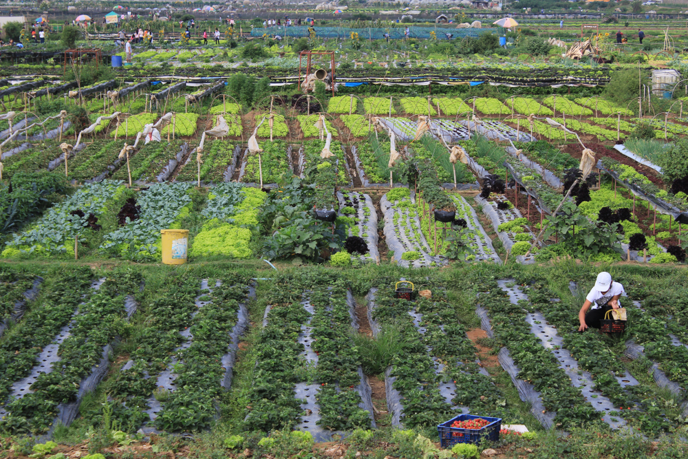 Aerial view of a strawberry farm in La Trinidad Benguet