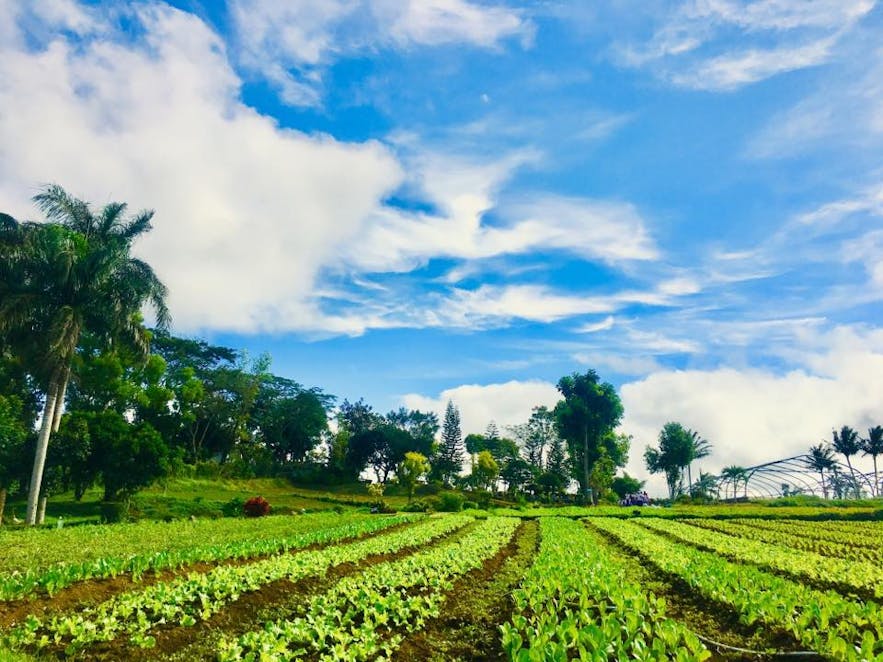 Crops at Gourmet Farms in Cavite