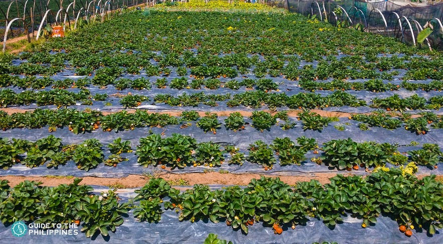 Strawberry Farm in La Trinidad Benguet