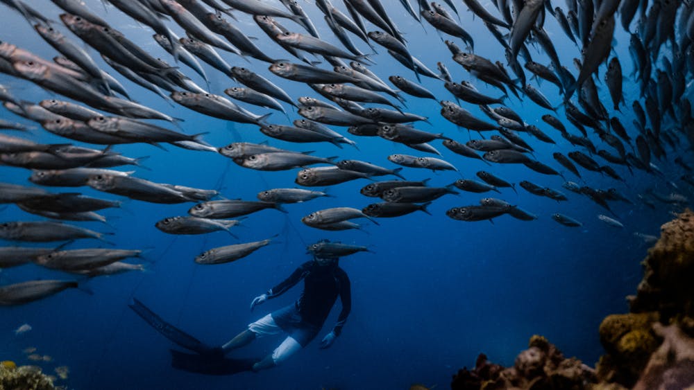 A diver in Cebu's sardine run