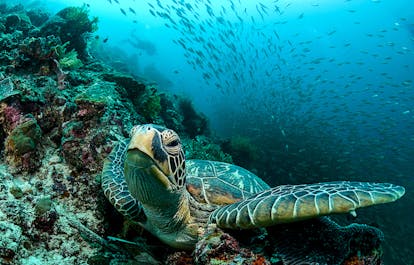 Sea turtle in Pescador Island in Cebu