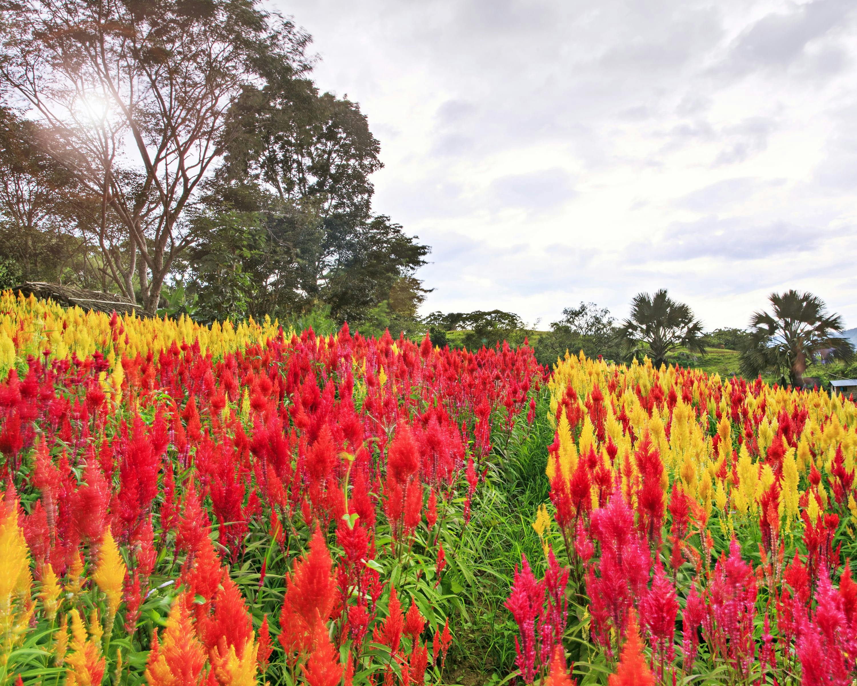 Colorful view of Sirao Flower Farm in Cebu