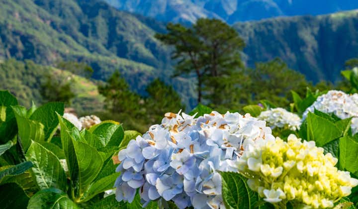 Northern Blossom Flower Park in Benguet