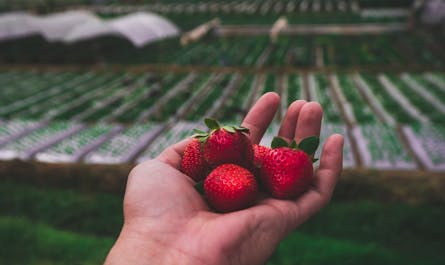 Strawberry picking in La Trinidad Benguet