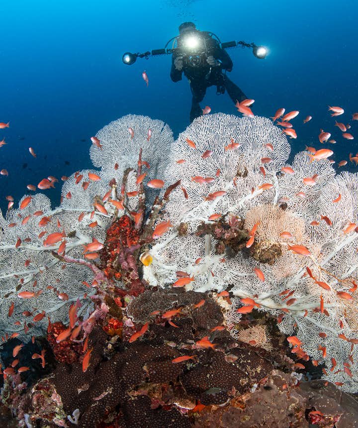 Diver sights white coral habitat in Puerto Galera