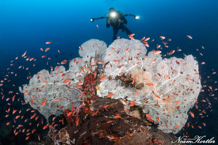 Diver sights white coral habitat in Puerto Galera