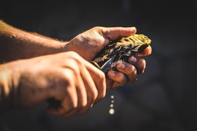 Shucking an oyster in Cambuhat Oyster Farm