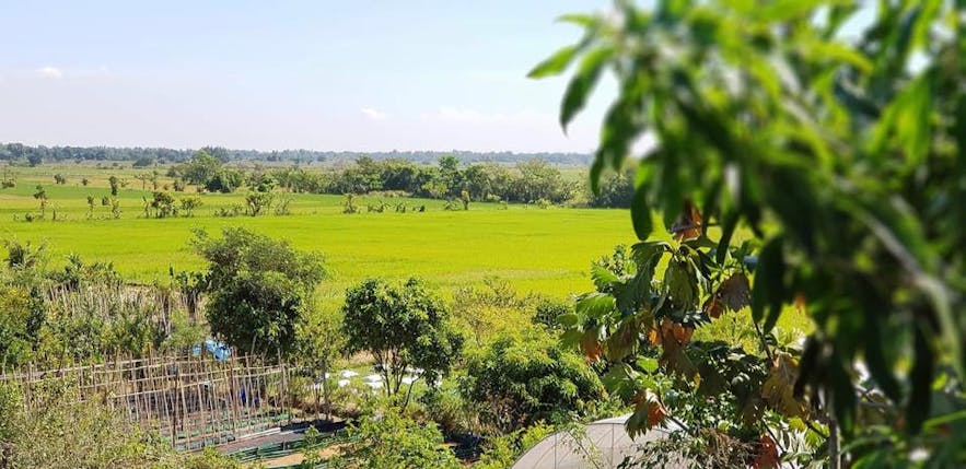 View of the crops in Our Farm Republic, Pangasinan