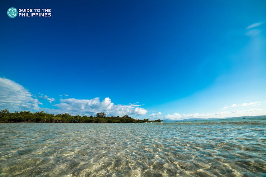 View of mangrove trees along Cagbalete Island, Quezon