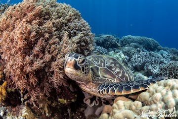 A sea turtle in Dumaguete.jpg