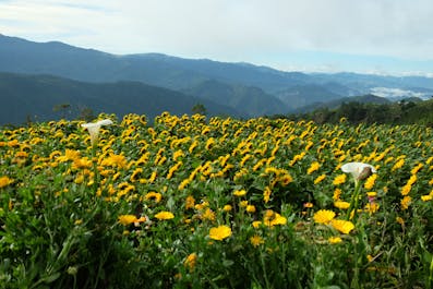 Flowers in Northern Blossom Flower Farm in Benguet