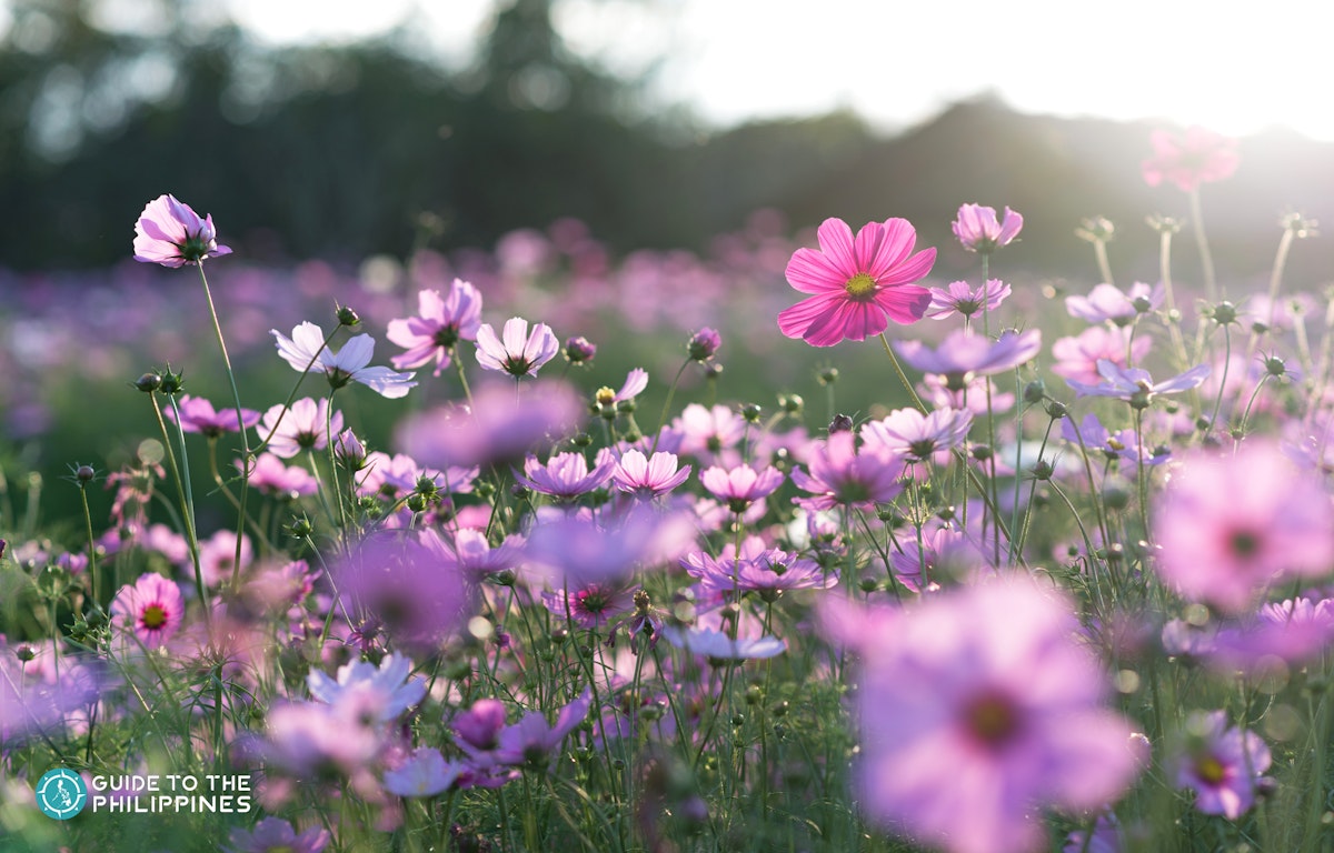 10 of the prettiest flower fields in the world