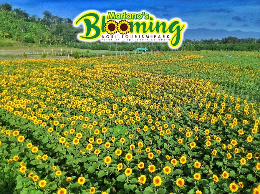 Patch of sunflowers at Mariano’s Blooming Agri-Tourism Park