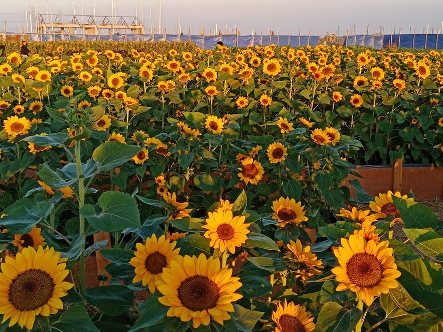 Sunflowers in the sunflower maze in Pangasinan