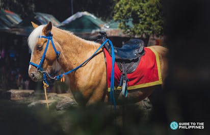 A horse in Wright Park, Baguio