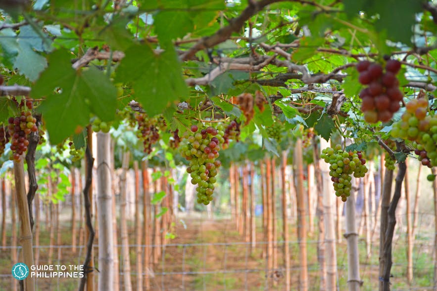 The vineyard at Gapuz Grapes Farm, La Union